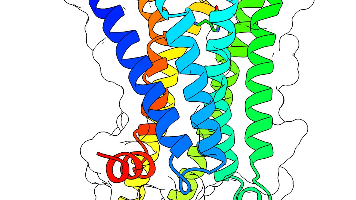 Class-B G-protein-coupled receptor rendered as a seven-transmembrane ribbon, the structural family that includes the calcitonin receptor and, with a RAMP protein, the amylin receptors targeted by amylin and calcitonin receptor agonists such as the investigational Amylcaltrutide — a Panacea Bio Chem reference by Bogdan Dicoias